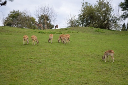 International Jaguar Bohemia meeting 2017_155