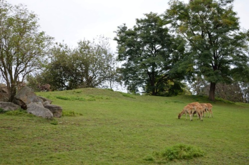 International Jaguar Bohemia meeting 2017_156
