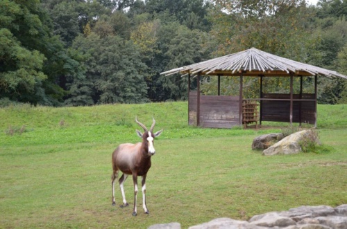 International Jaguar Bohemia meeting 2017_157