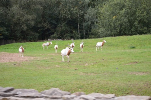 International Jaguar Bohemia meeting 2017_158