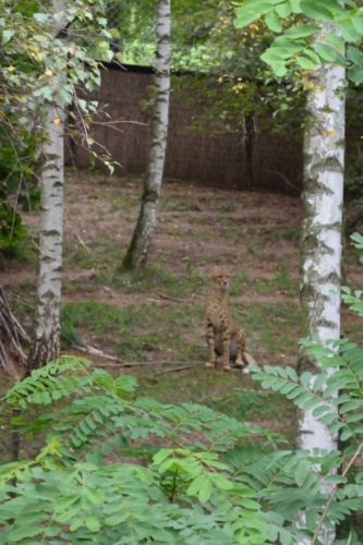 International Jaguar Bohemia meeting 2017_159