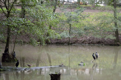 International Jaguar Bohemia meeting 2017_160