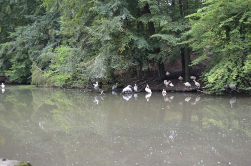 International Jaguar Bohemia meeting 2017_161