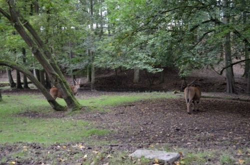 International Jaguar Bohemia meeting 2017_163