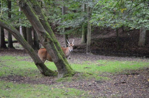 International Jaguar Bohemia meeting 2017_164