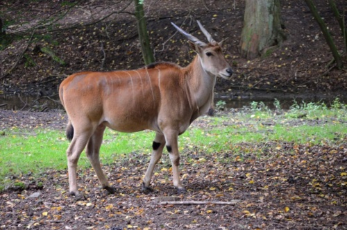 International Jaguar Bohemia meeting 2017_165