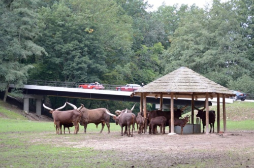 International Jaguar Bohemia meeting 2017_166