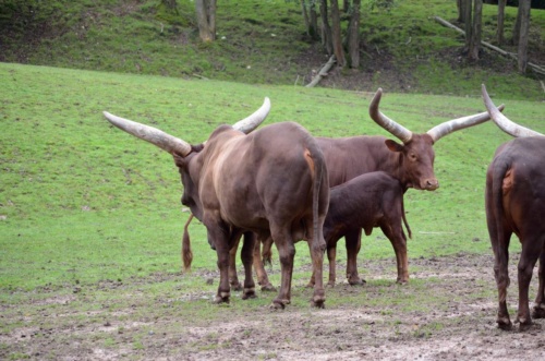 International Jaguar Bohemia meeting 2017_167