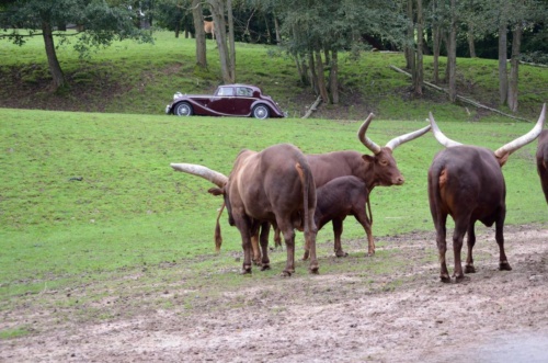 International Jaguar Bohemia meeting 2017_168