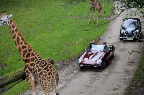 International Jaguar Bohemia meeting 2017_171