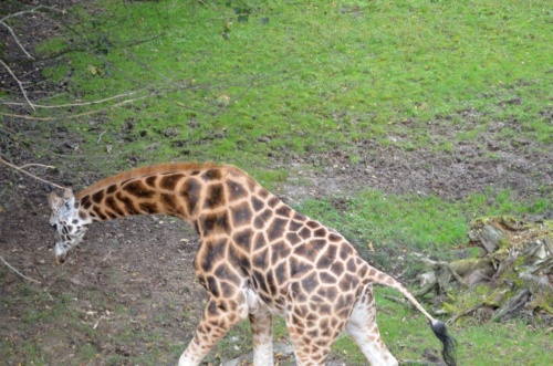 International Jaguar Bohemia meeting 2017_172