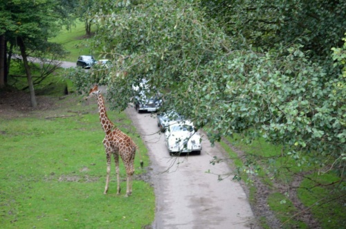 International Jaguar Bohemia meeting 2017_173