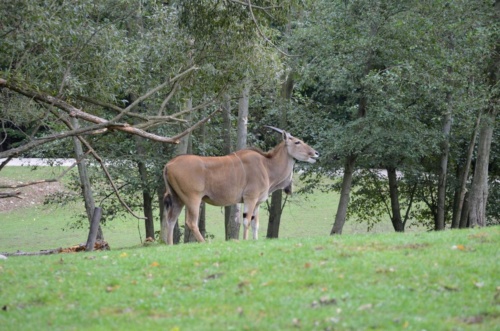International Jaguar Bohemia meeting 2017_174