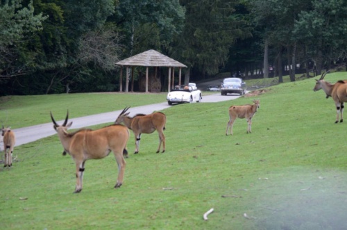 International Jaguar Bohemia meeting 2017_175