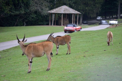 International Jaguar Bohemia meeting 2017_176
