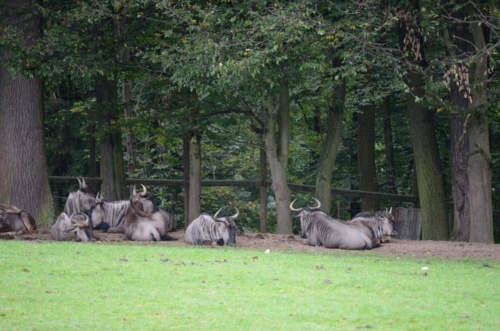 International Jaguar Bohemia meeting 2017_177