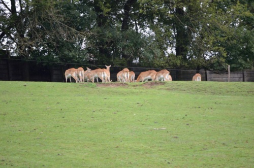 International Jaguar Bohemia meeting 2017_178