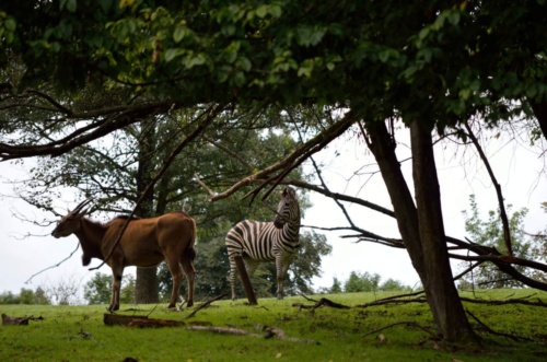 International Jaguar Bohemia meeting 2017_180