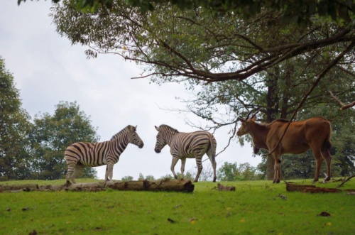 International Jaguar Bohemia meeting 2017_181