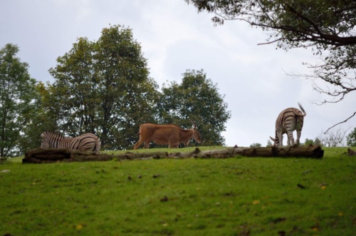 International Jaguar Bohemia meeting 2017_182