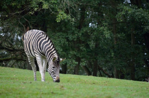 International Jaguar Bohemia meeting 2017_183