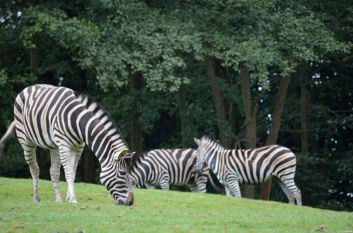 International Jaguar Bohemia meeting 2017_184