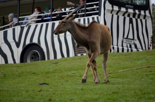 International Jaguar Bohemia meeting 2017_185