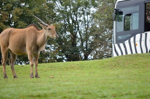International Jaguar Bohemia meeting 2017_186