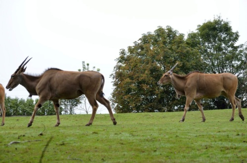 International Jaguar Bohemia meeting 2017_187