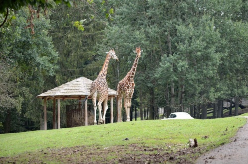 International Jaguar Bohemia meeting 2017_189