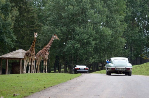 International Jaguar Bohemia meeting 2017_191
