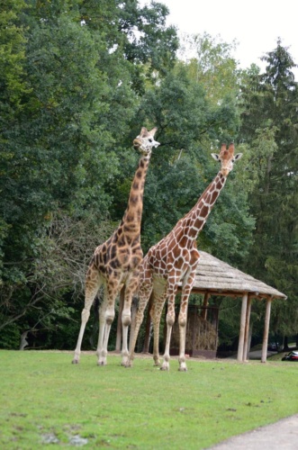 International Jaguar Bohemia meeting 2017_192