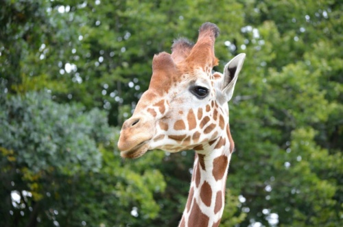 International Jaguar Bohemia meeting 2017_193