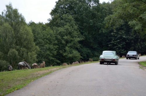 International Jaguar Bohemia meeting 2017_195