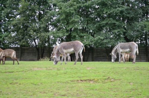 International Jaguar Bohemia meeting 2017_196