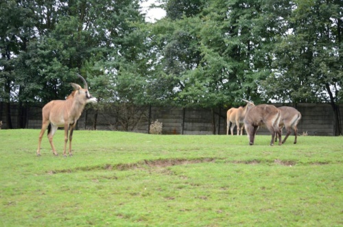 International Jaguar Bohemia meeting 2017_197
