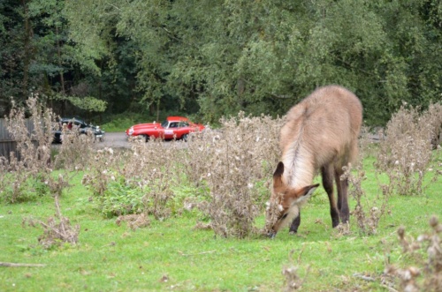 International Jaguar Bohemia meeting 2017_198