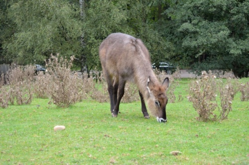 International Jaguar Bohemia meeting 2017_199