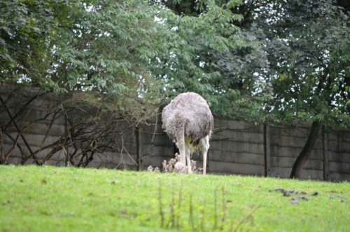 International Jaguar Bohemia meeting 2017_200