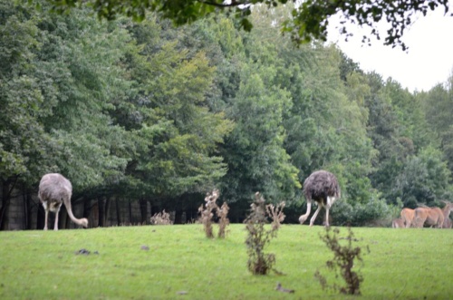International Jaguar Bohemia meeting 2017_201