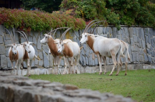 International Jaguar Bohemia meeting 2017_202