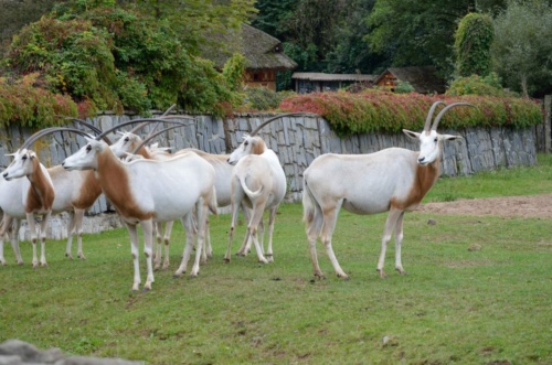 International Jaguar Bohemia meeting 2017_203