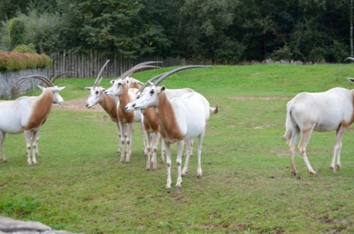 International Jaguar Bohemia meeting 2017_204