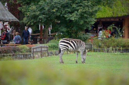 International Jaguar Bohemia meeting 2017_206