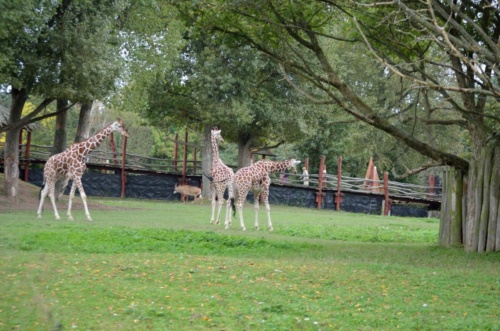 International Jaguar Bohemia meeting 2017_207