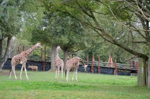 International Jaguar Bohemia meeting 2017_208