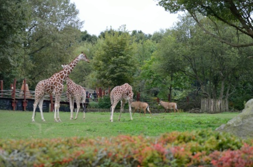 International Jaguar Bohemia meeting 2017_209