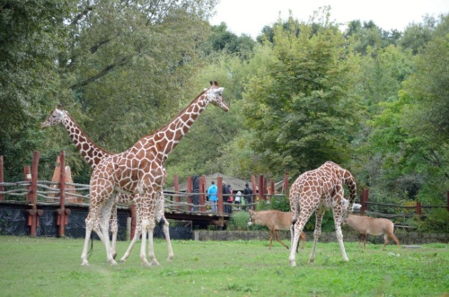 International Jaguar Bohemia meeting 2017_210