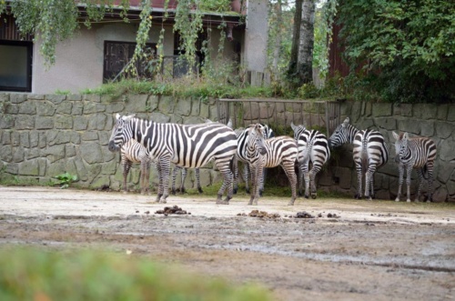 International Jaguar Bohemia meeting 2017_211