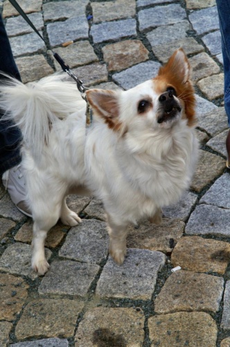 JEC Klub v Safari ZOO Dvůr Králové nad Labem 2010 II_51